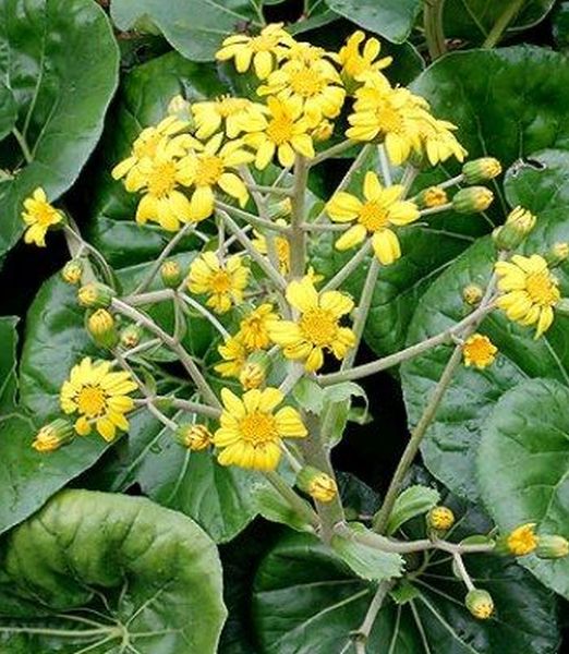 Farfugium japonicum Giganteum ArticJungle®